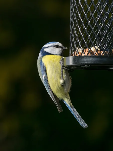 Seios azuis no alimentador de pássaros — Fotografia de Stock