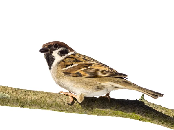 Perched tree sparrow — Stock Photo, Image