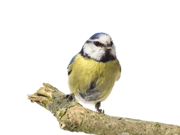 Perched Blue Tit — Stock Photo, Image