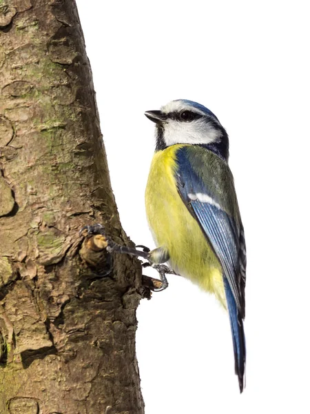 Tetta blu su un tronco d'albero — Foto Stock