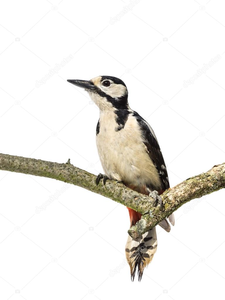 Perched Great Spotted Woodpecker