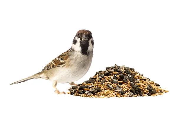 Tree sparrow and bird seeds — Stock Photo, Image