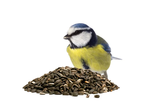 Blue tit and sunflower seeds — Stock Photo, Image