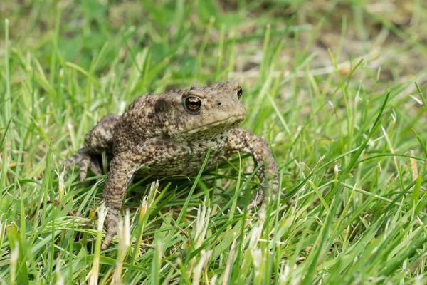 Toad op het gazon — Stockfoto