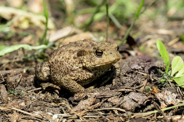 地上ではヒキガエル — ストック写真