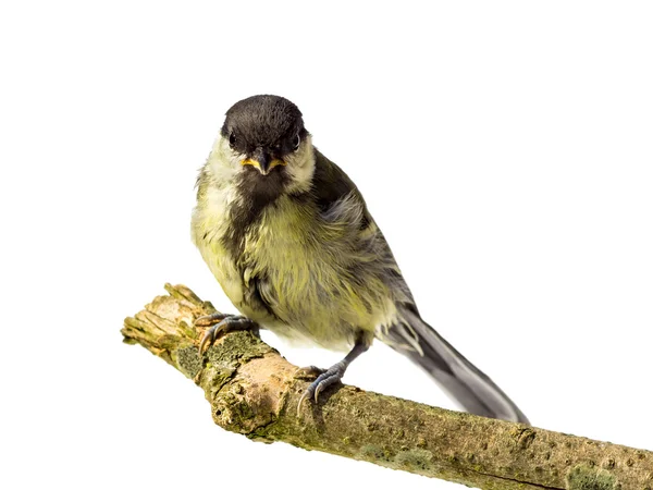 Juvenile great tit bird — Stock fotografie