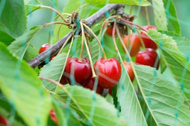 Kiraz kuşu net arkasında