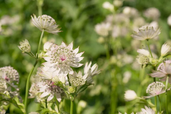 Astrantia flores —  Fotos de Stock