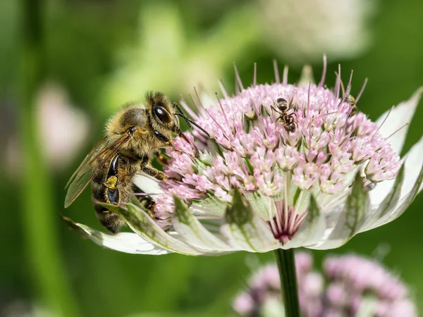Včely v astrantia květ — Stock fotografie