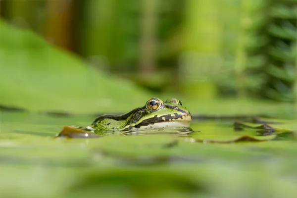 水に緑のカエル — ストック写真