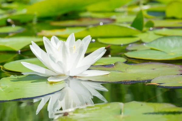 白い水ユリの花 — ストック写真