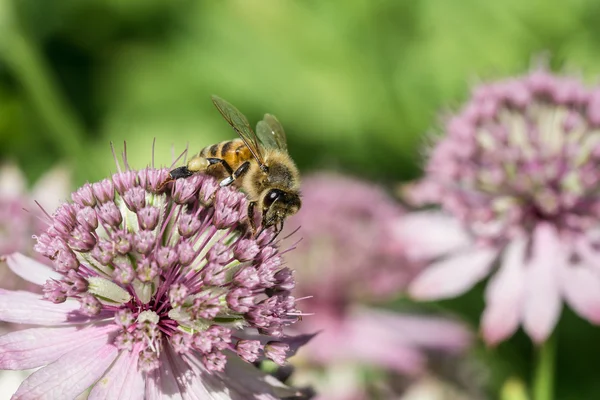 Abeja de miel en flor de astrantia —  Fotos de Stock