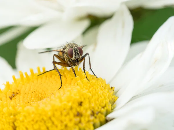 Flyga i daisy blomman — Stockfoto