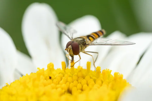 Mosca voladora en flor de margarita blanca —  Fotos de Stock