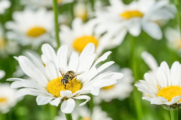 Blomflugor i daisy blomman — Stockfoto