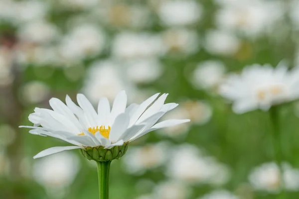 Daisy blomma säng — Stockfoto