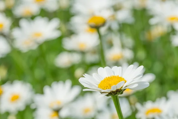 Daisy flower bed — Stockfoto