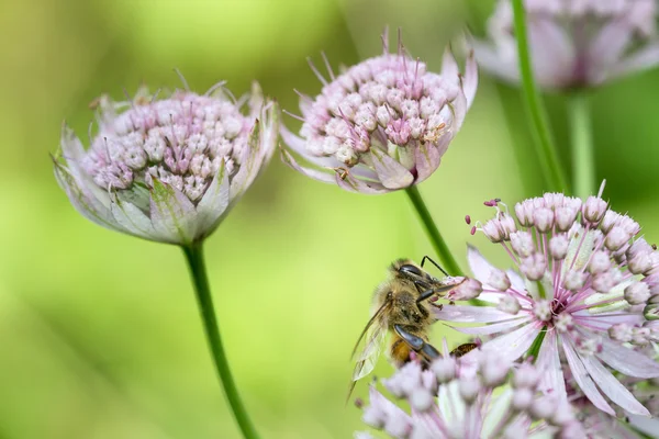 Honingbij in astrantia bloem — Stockfoto