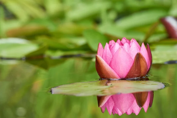 赤水ユリの花 — ストック写真