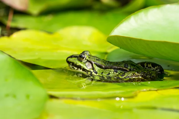 Green frog and water lily leaves — Stock Photo, Image