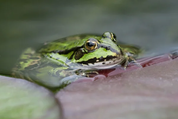 Green frog in water — Stock Photo, Image