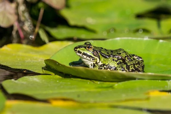 Green frog on water lily leaf — Stock Photo, Image