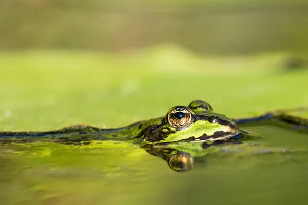 Rana verde en el agua — Foto de Stock