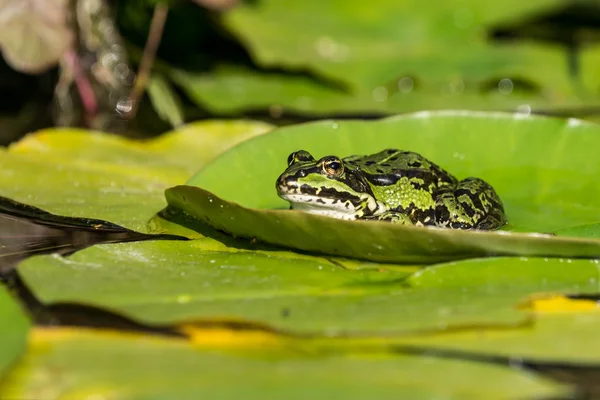 Grüner Frosch auf Seerosenblatt — Stockfoto