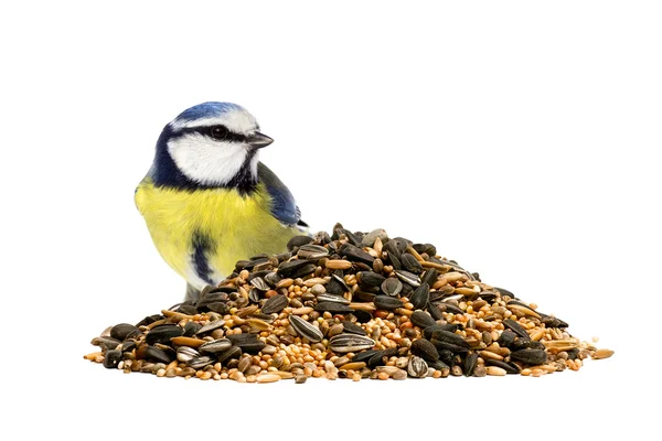 Bluetit kuş tohum ile — Stok fotoğraf