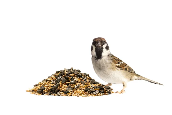 Tree sparrow and bird seeds — Stock Photo, Image