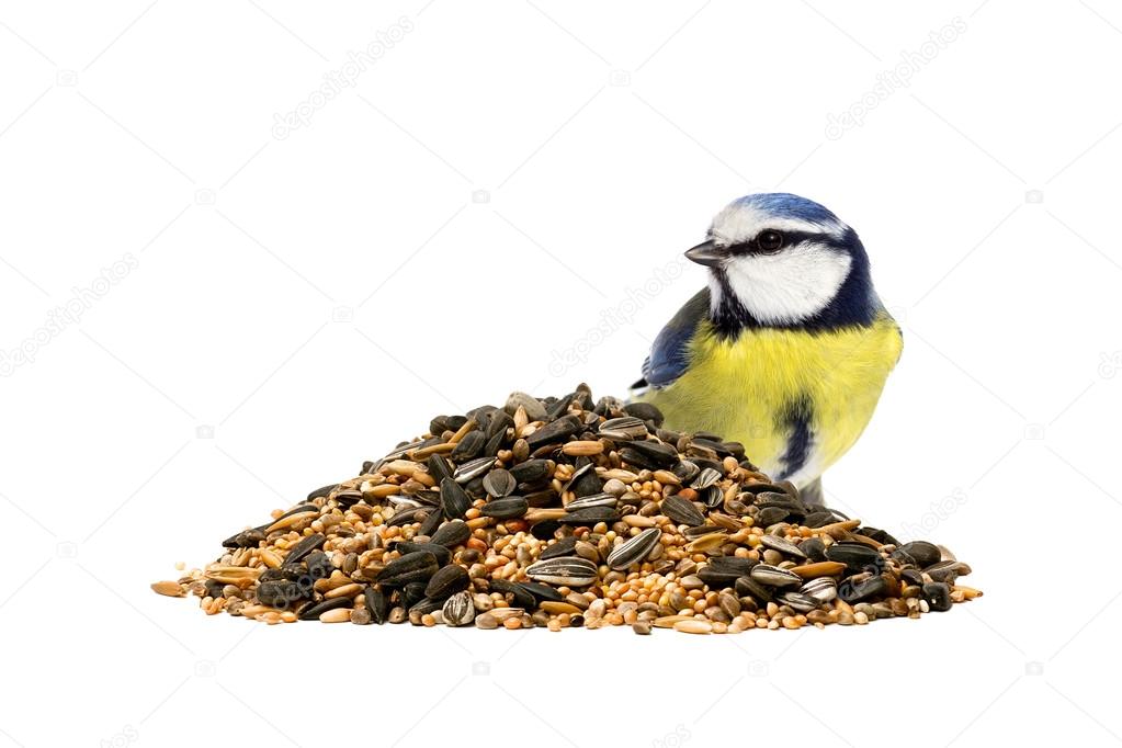 Bluetit with bird seeds