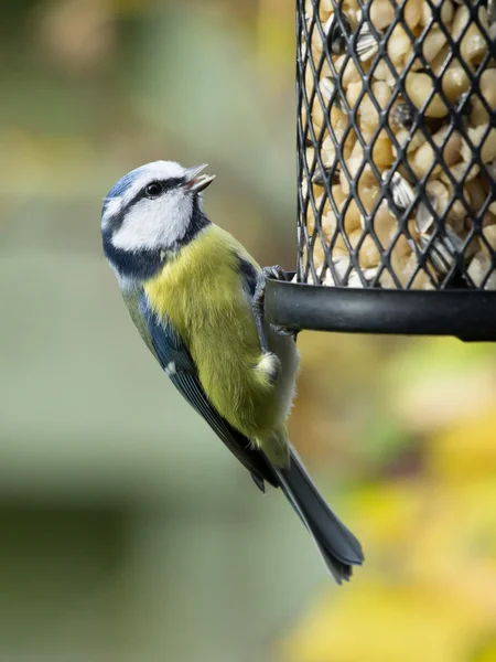 Blue Tit en alimentador de aves —  Fotos de Stock