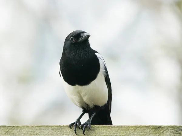 Magpie on a fence — Stock Photo, Image