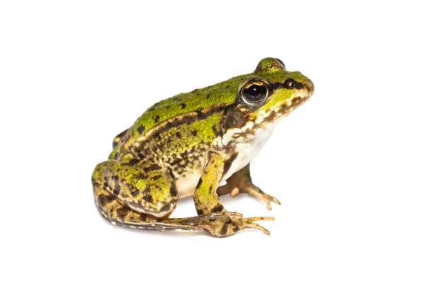 Sitzender grüner Frosch — Stockfoto