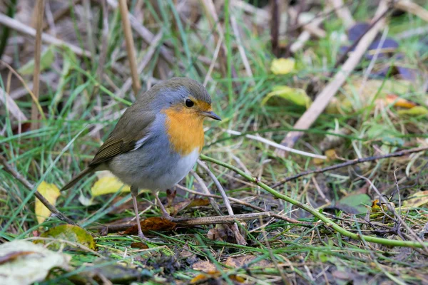 European robin on the ground — Stock Photo, Image