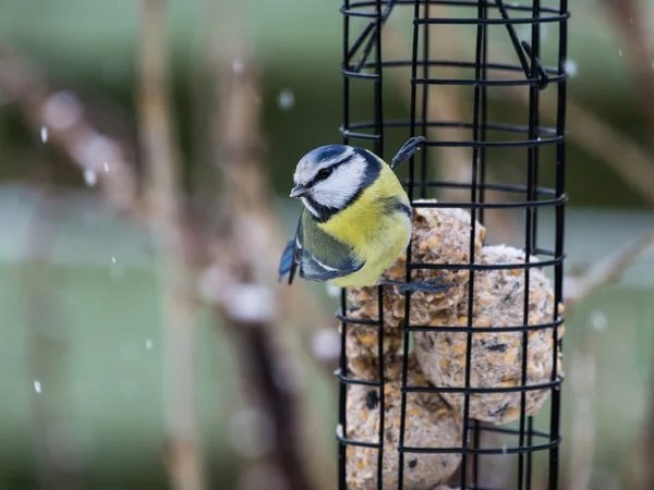 Tette blu seduto su alimentatore — Foto Stock