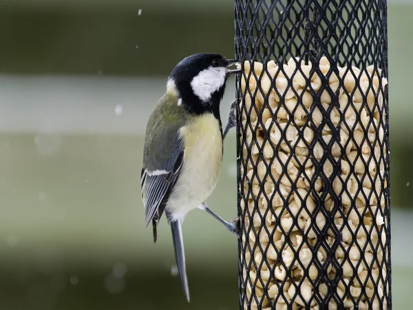 Gran teta sentada en un comedero de aves — Foto de Stock