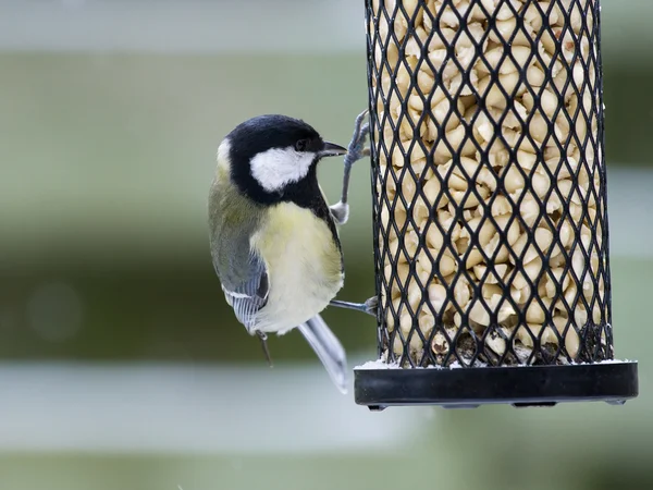 Koolmees Zittend op een Vogelhuis/waterbak — Stockfoto