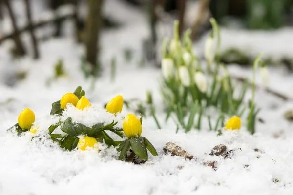 Winter Aconite Snow Snowdrops Blurred Background — Stock Photo, Image