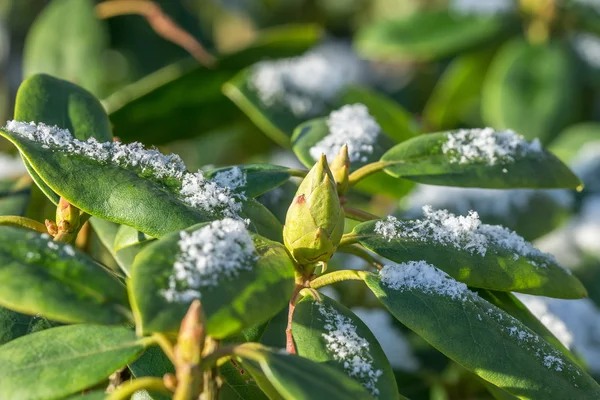 Primer Plano Las Hojas Rododendro Brote Invierno Con Nieve —  Fotos de Stock