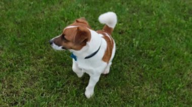 Çimlerin üzerinde duran bir köpek