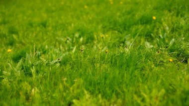 Sarı çiçekli yeşil çimen. Doğa, doğal arkaplan.