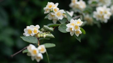 Yasemin, karanlık bir arka planda bir dala dokunur.