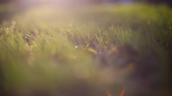 Bokeh ile bulanık yeşil yapraklar, soyut arkaplan