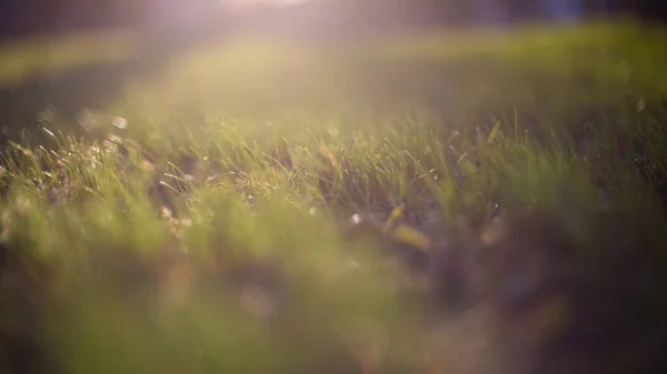 Bokeh ile bulanık yeşil yapraklar, soyut arkaplan