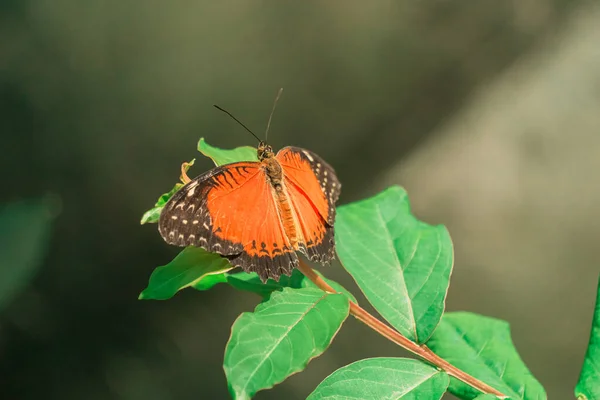 Vue Rapprochée Corps Papillon Orange Cethosia Biblis Sur Branche Konya — Photo