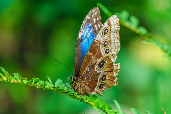 Blauer Morpho Schmetterling Morpho Peleides Isoliert Auf Grünem Blatt — Stockfoto