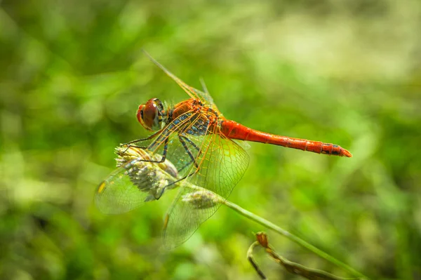 Vermelho Libélula Corpo Vista Verde Natural Fundo — Fotografia de Stock