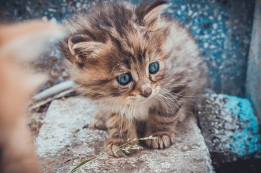 Gri ve kahverengi, mavi gözlü kedi yavrusu kafası. Tekir kedi portresini kapat. Sokak kedisi ve yaşam tarzı konsepti.