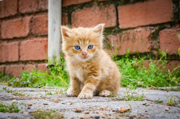 Sokak Arka Planında Mavi Gözlü Güzel Kırmızı Kedi Yavrusu Tekir — Stok fotoğraf